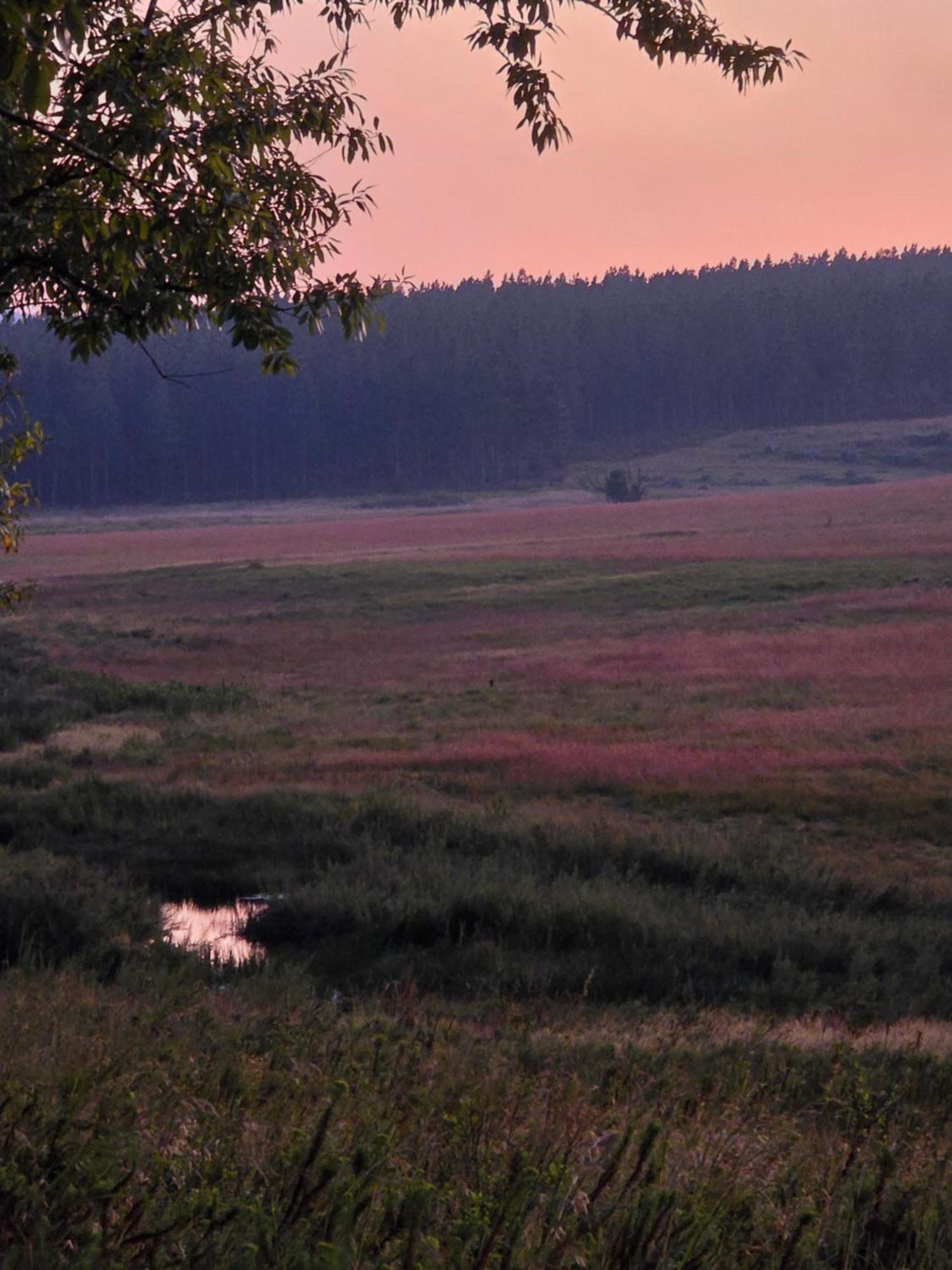 Mosswood Bed & Breakfast Граскоп Екстер'єр фото